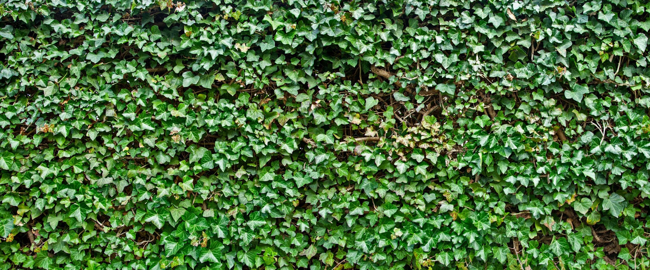 a wall of ivy
