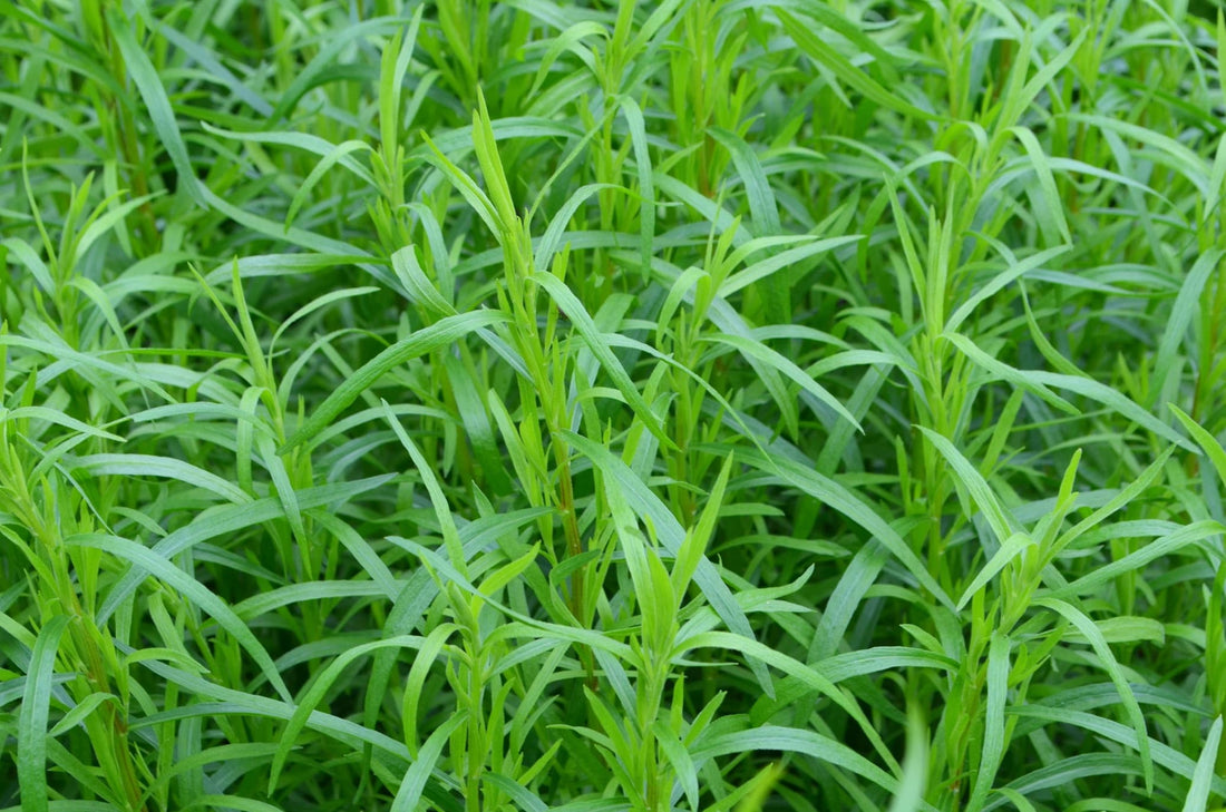 tarragon herbs growing outside