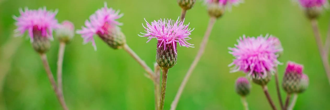 pink thistles with a green background
