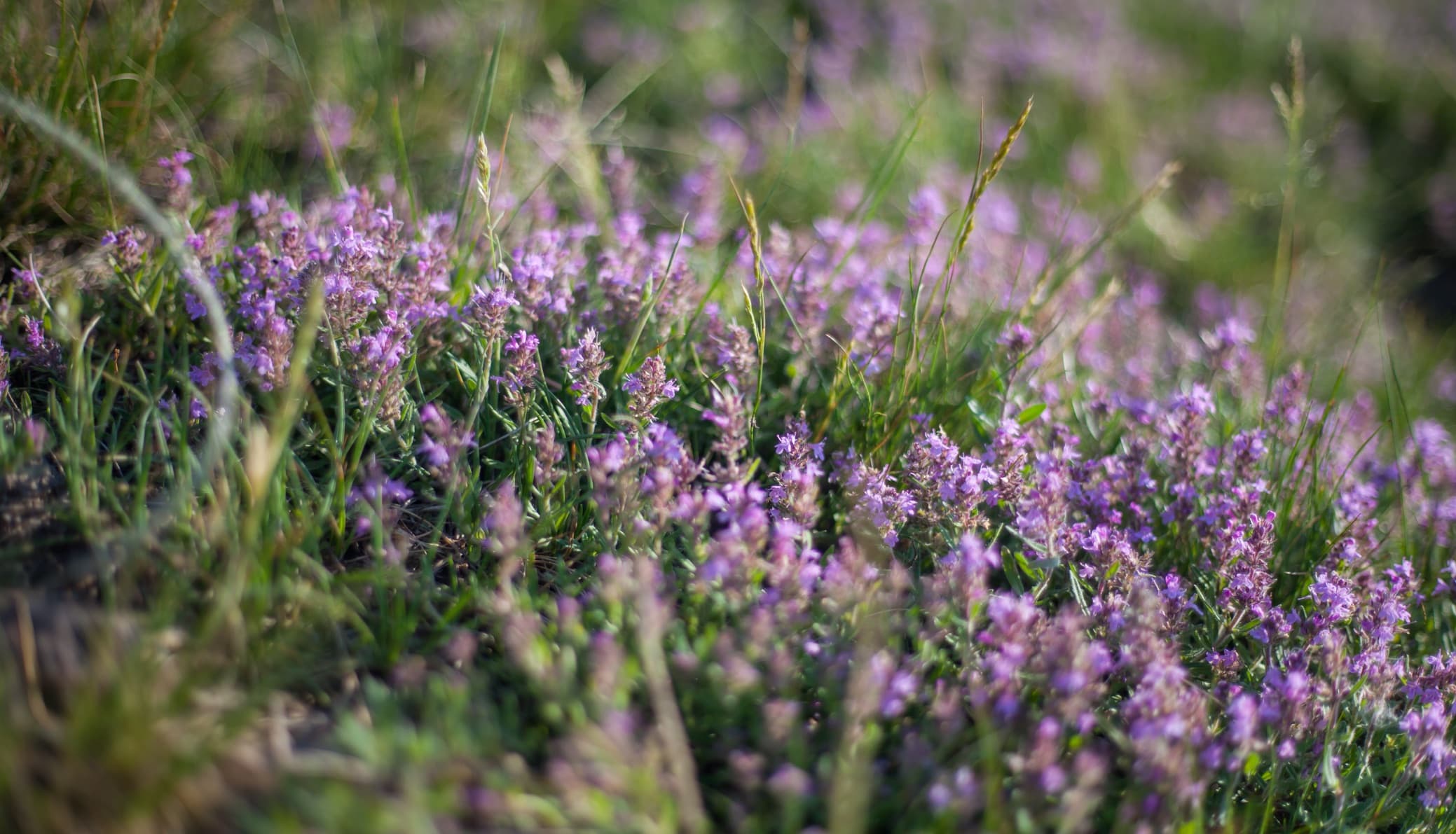 ground covering Thymus vulgaris with pale pink flowers