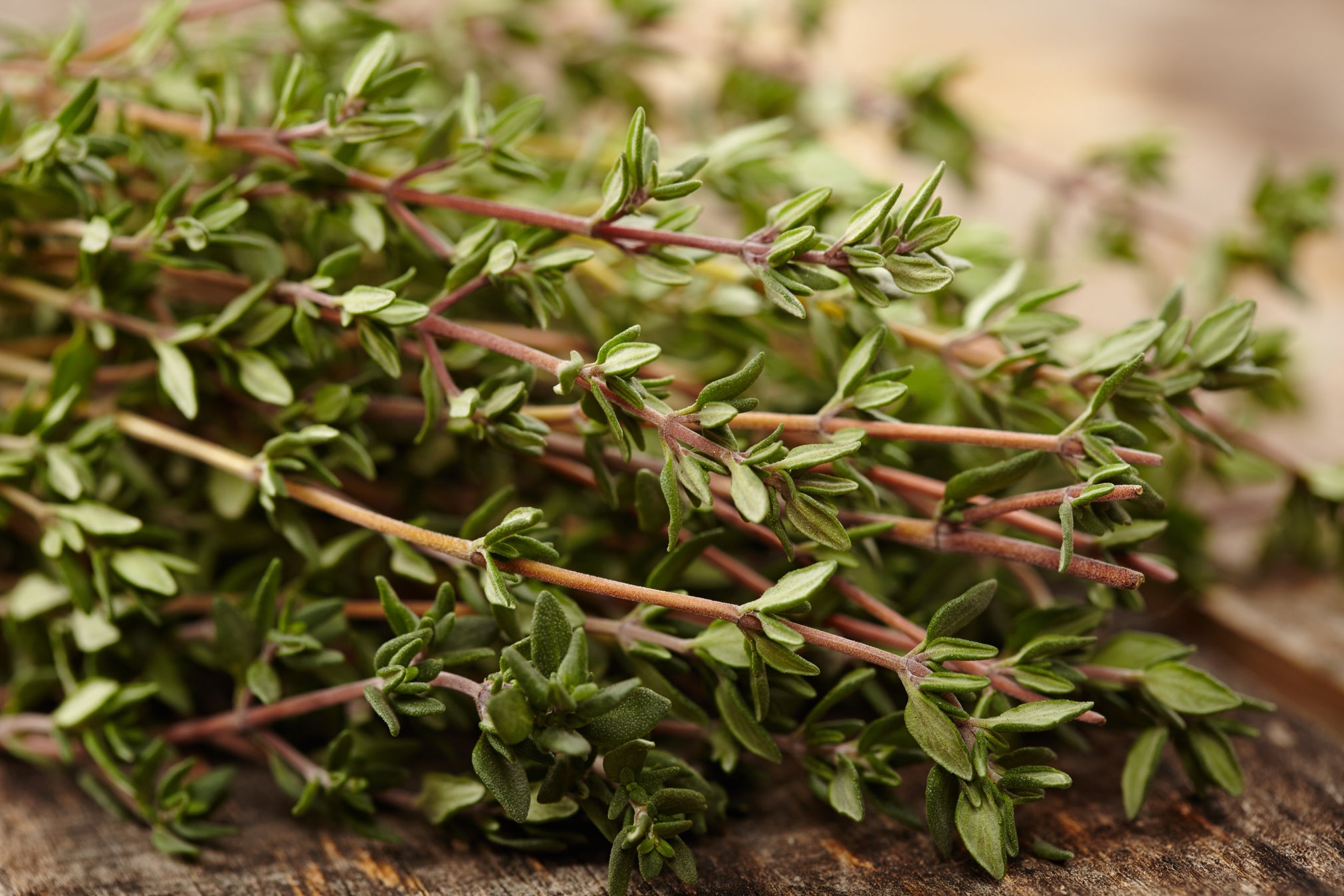 harvested thyme on a table indoors with brown stems and small green leaves