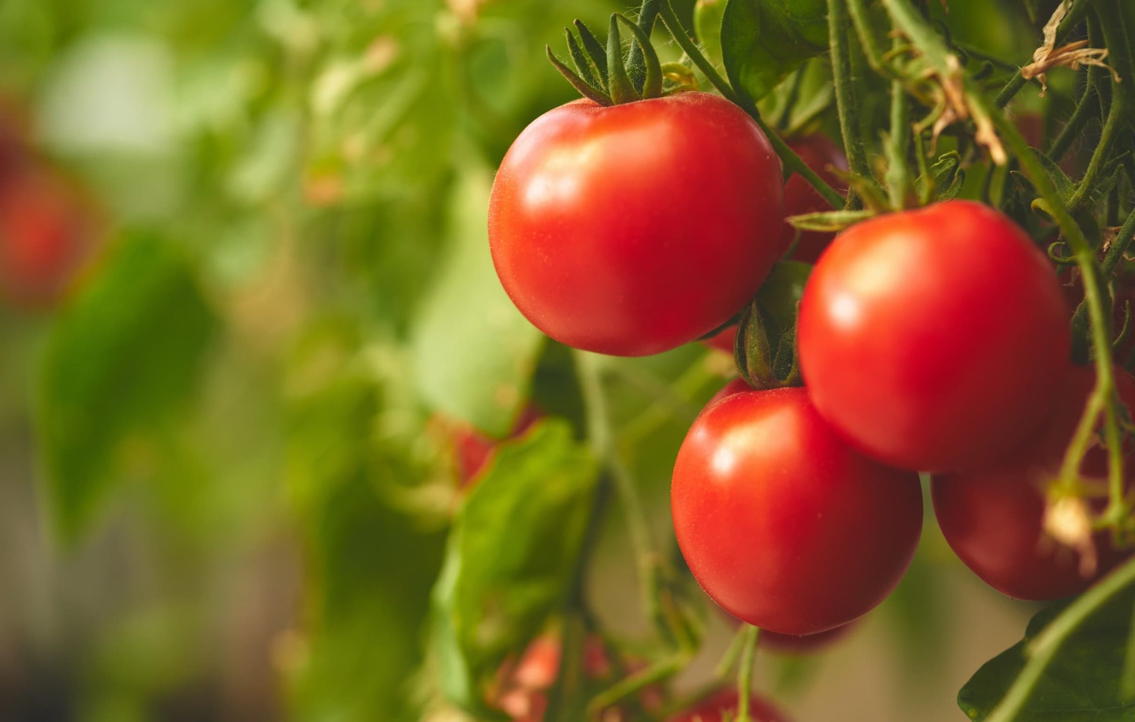tomatoes growing on the vine