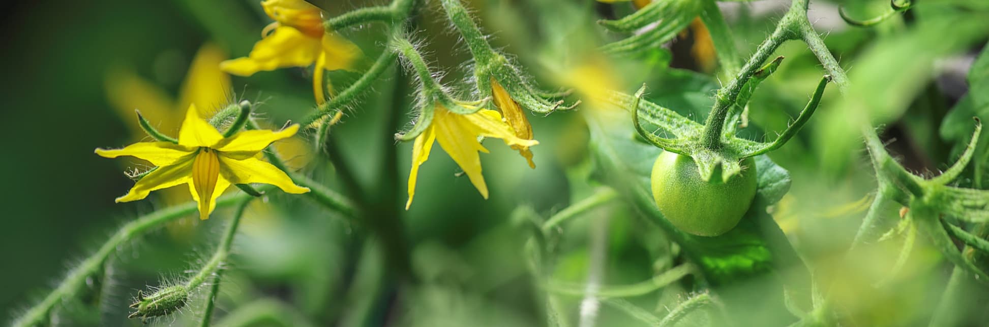 yellow flowers and unripened fruit of a tomato plant