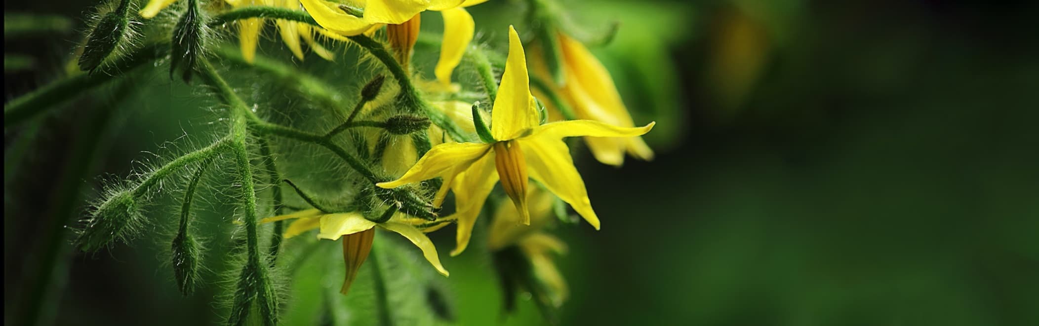 yellow flowers of tomato plant