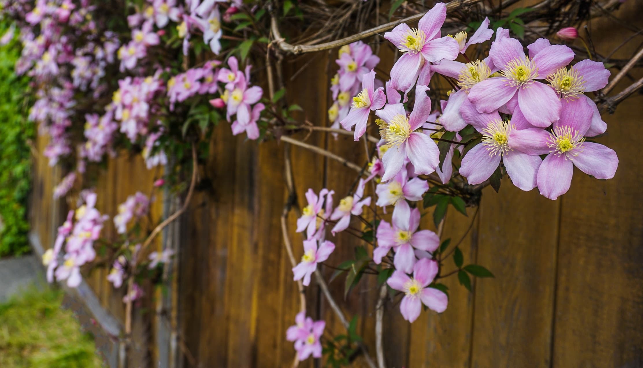 pink flowers of clematis Elizabeth trained against a timber fence