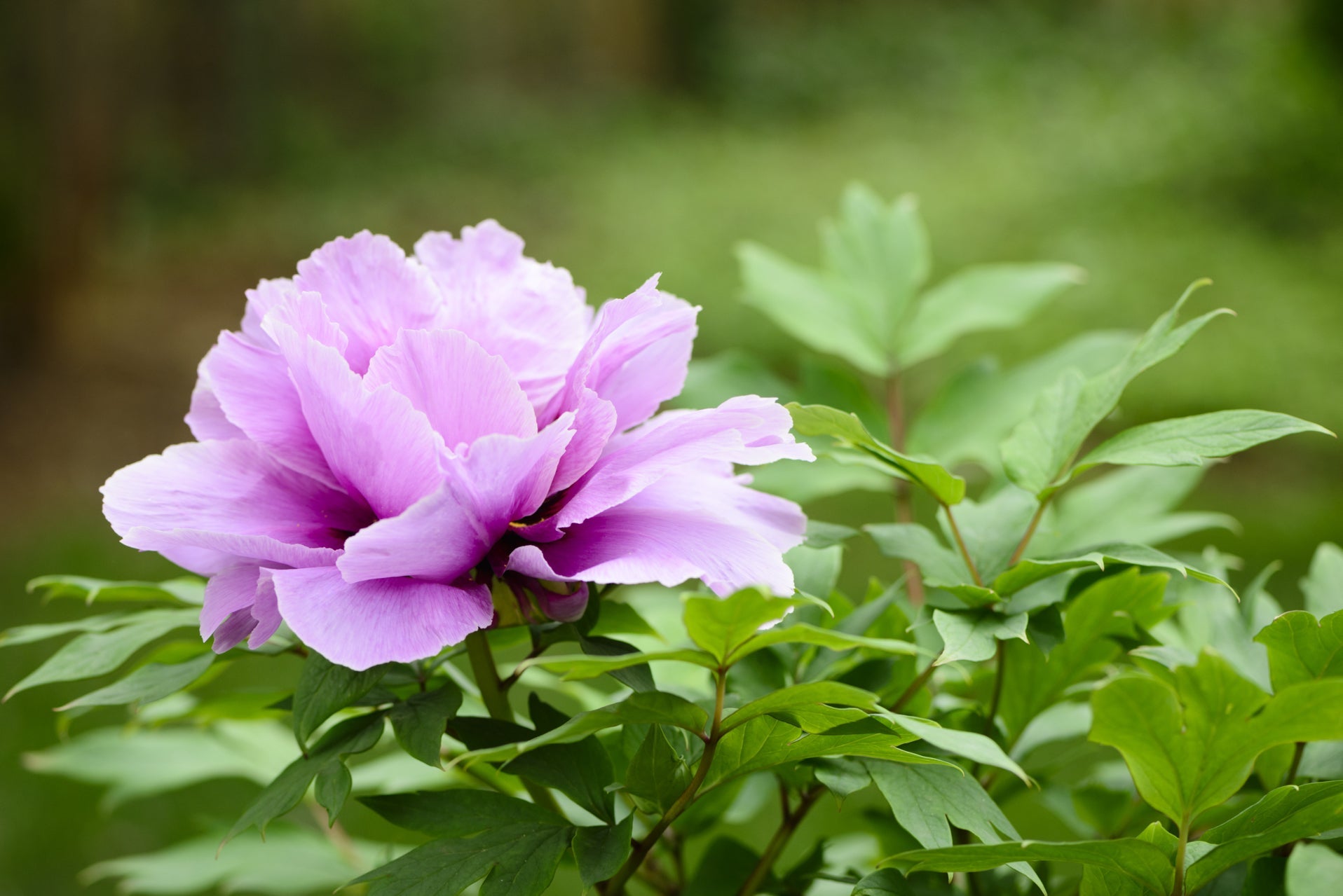 pinky-purple flowering head from a tree peony plant growing outside