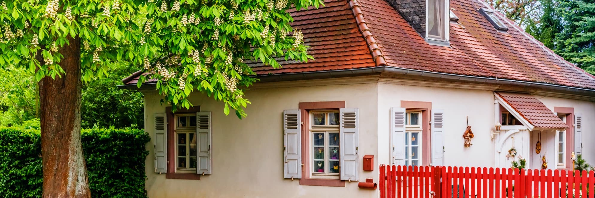 a chestnut tree near a house