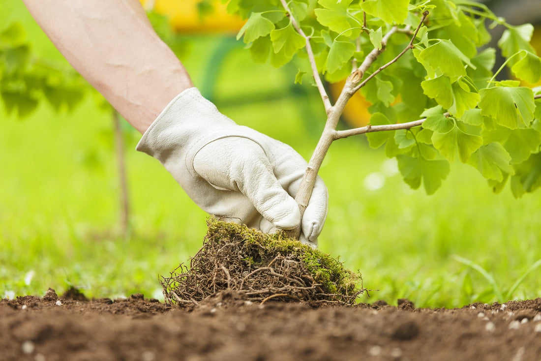 small tree being planted by gloved hand