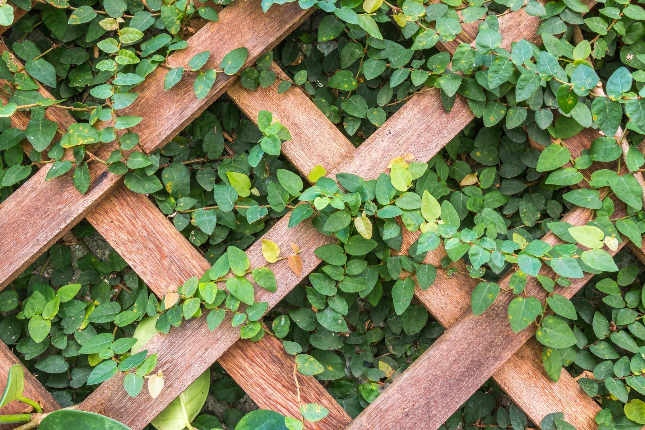 a lattice-structured wooden trellis with green leaves growing around it