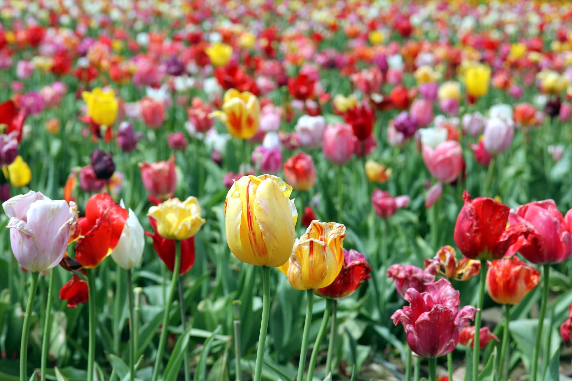 yellow, red and pink flowering tulips growing in a large field that have blooms that are starting to fade