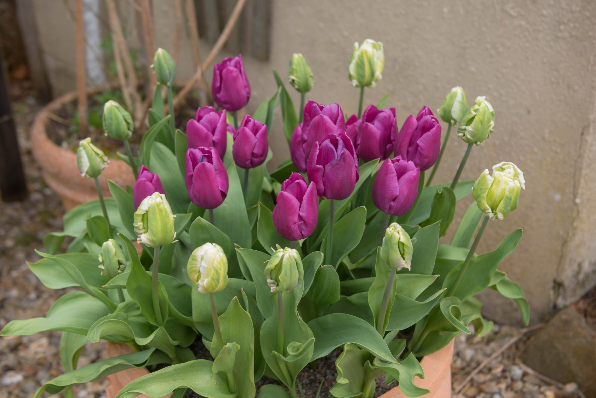 purple and white flowering tulips growing in a container outside in front of a wall