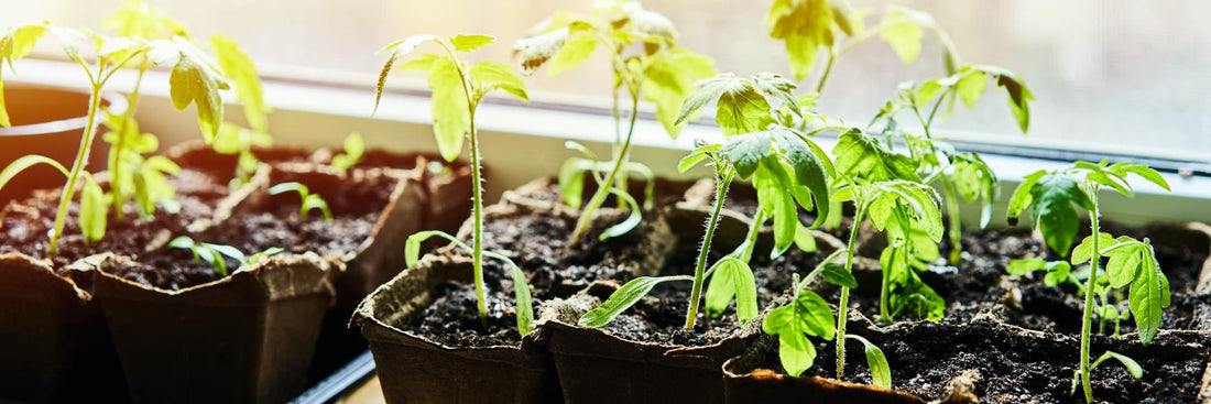 cucumber and tomato seedlings in pots