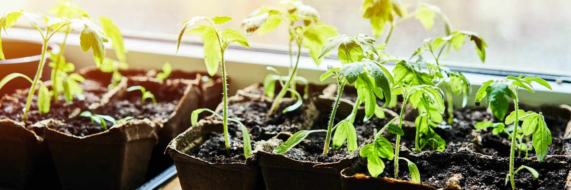 cucumber and tomato seedlings in pots