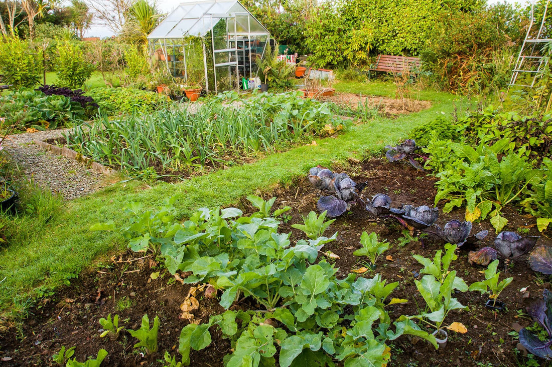 home garden vegetable patch