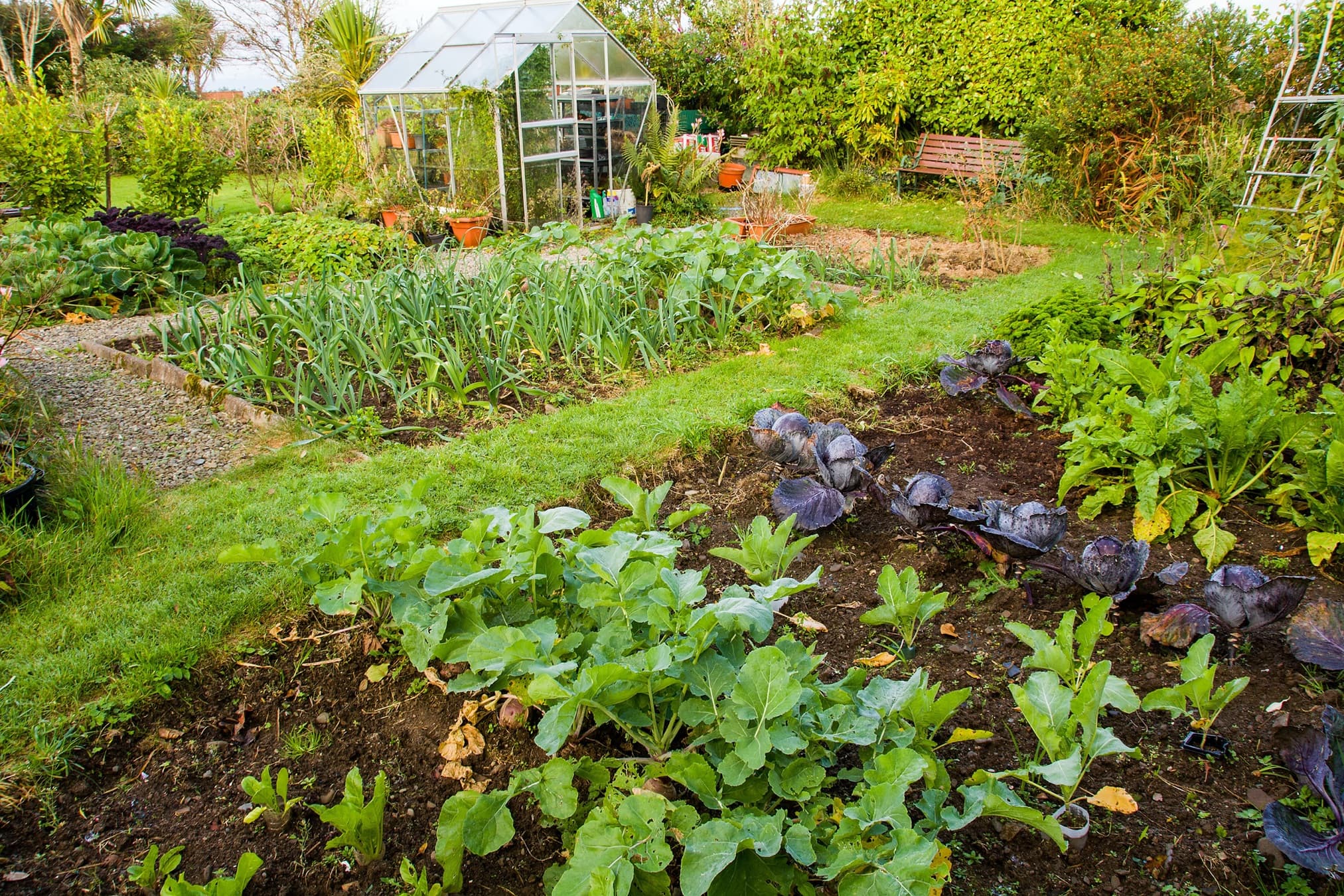 home garden vegetable patch