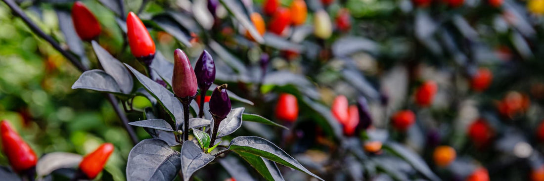 pepper plant fruiting