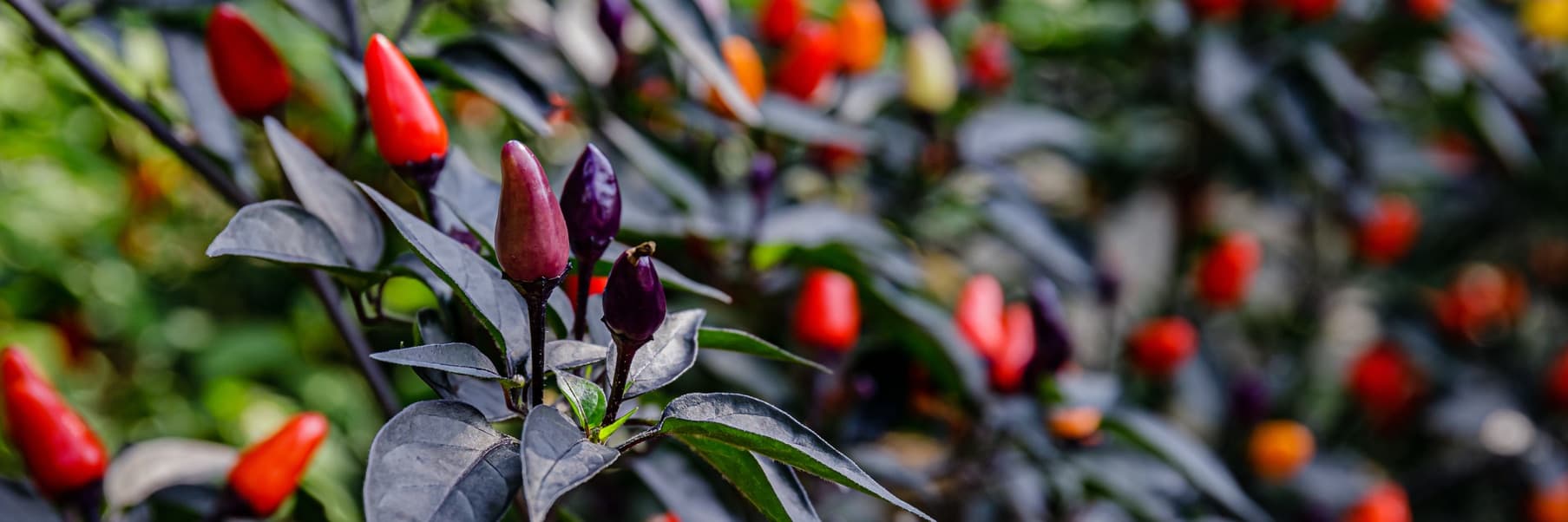 pepper plant fruiting