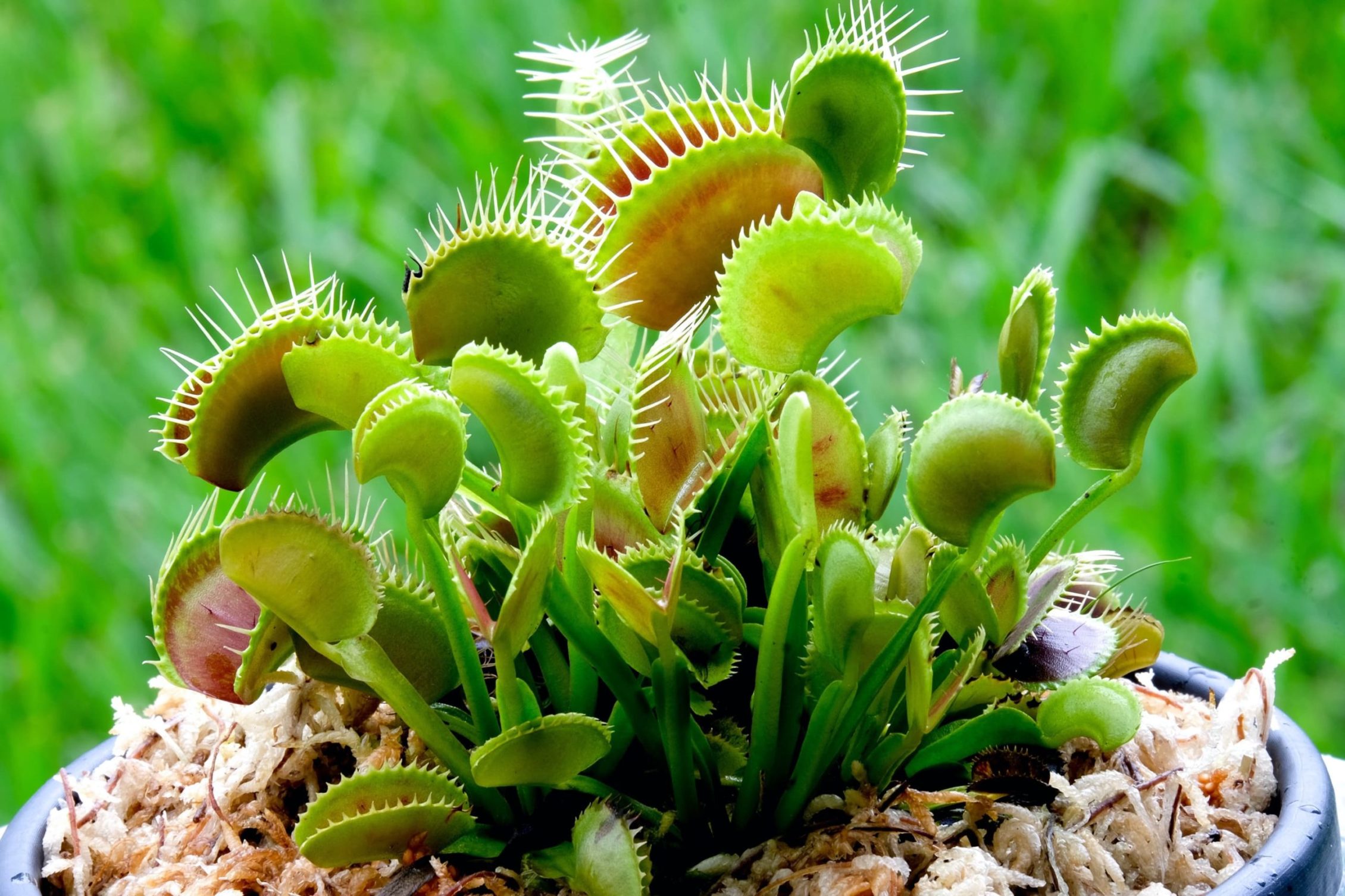 potted venus fly trap