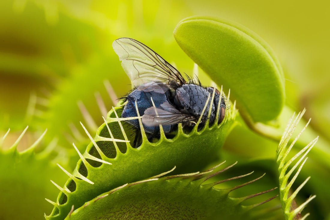 a fly trapped in the spiked leaves of a Delosperma cooperi plant
