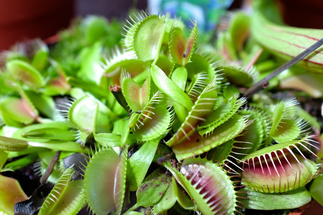 venus fly trap growing in a container inside with green spiked leaves that have red centres