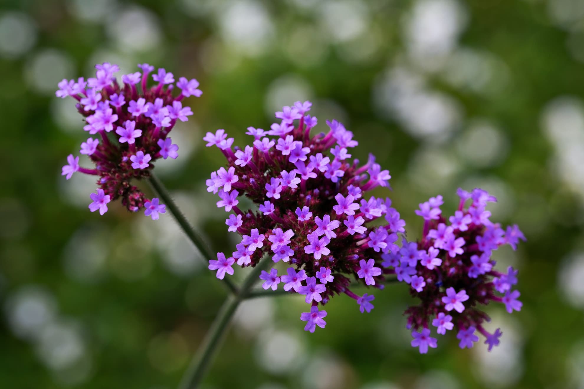 purple verbena bonariensis flowers