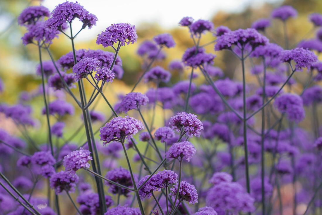 purple flowering verbena with tall stems growing outside in front of a cluster of trees