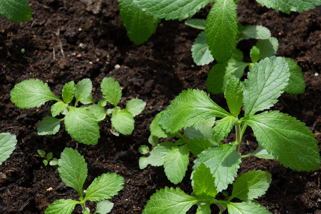 young verbena plants with green leaves growing from soil