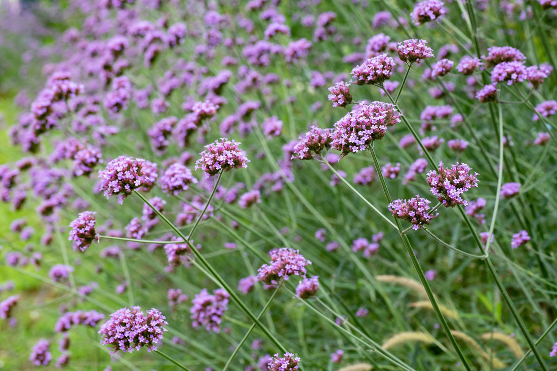 clusters of tiny purple flowers growing on tall upright stems of verbena plants