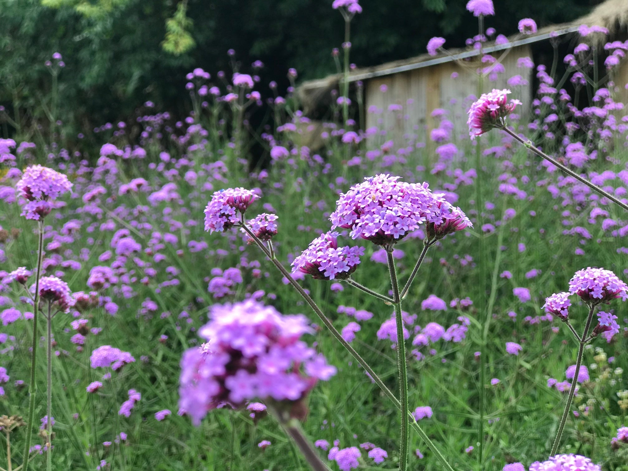 purple flowering verbena plants growing in a garden in front of a wooden fence