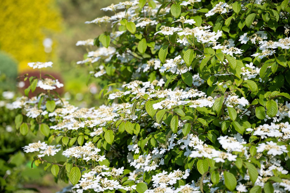 flattop clusters of white flowers on a large V. plicatum shrub