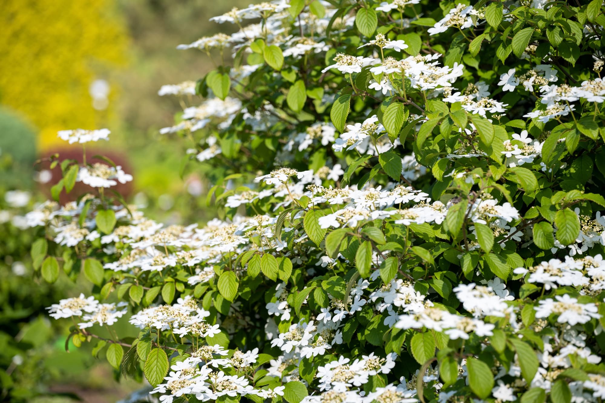flattop clusters of white flowers on a large V. plicatum shrub
