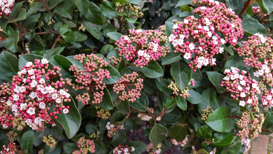 viburnum tinus shrub with clusters of white and pink flowers growing outside with dark green foliage