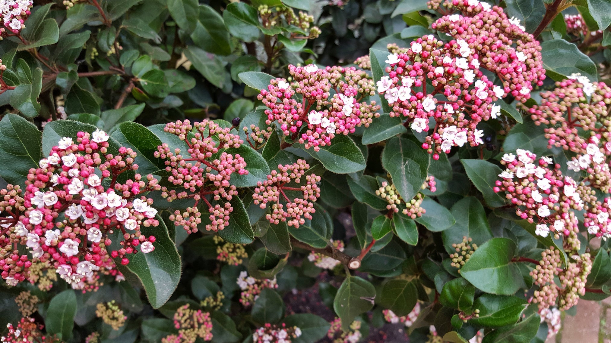 viburnum tinus shrub with clusters of white and pink flowers growing outside with dark green foliage