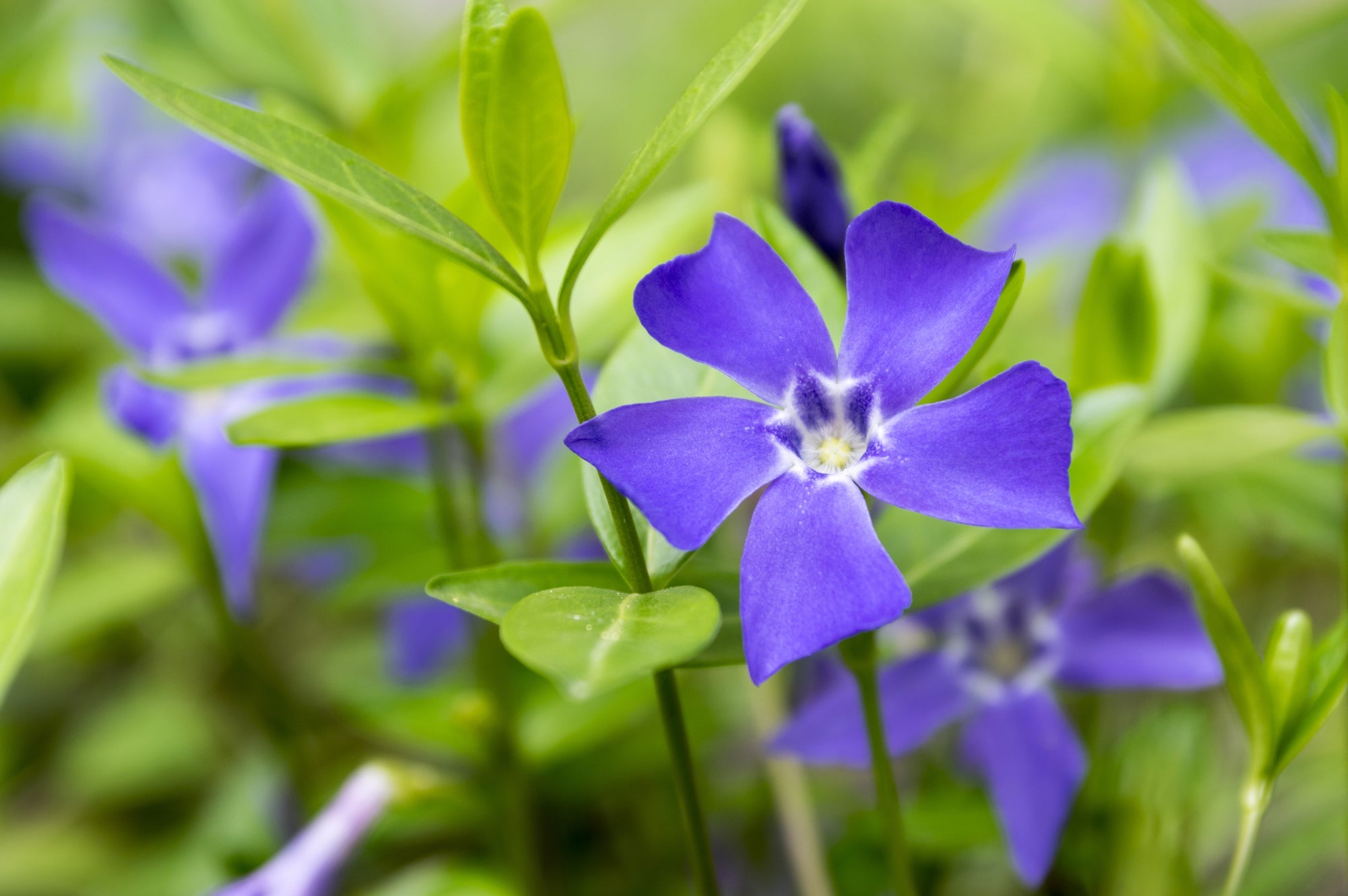 purple flowering vinca minor growing outside in a field