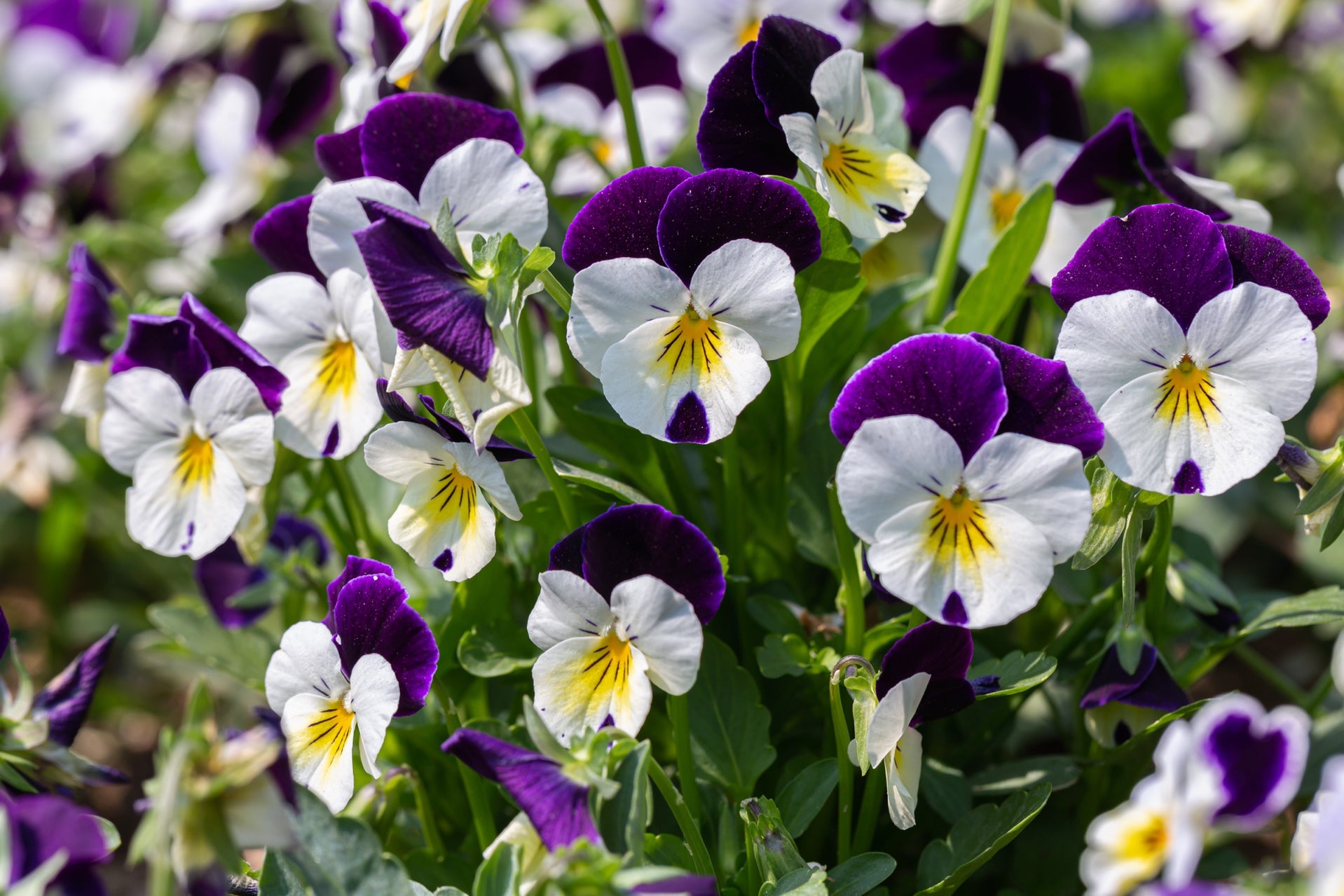 purple and white flowering violas growing outside in a garden bed