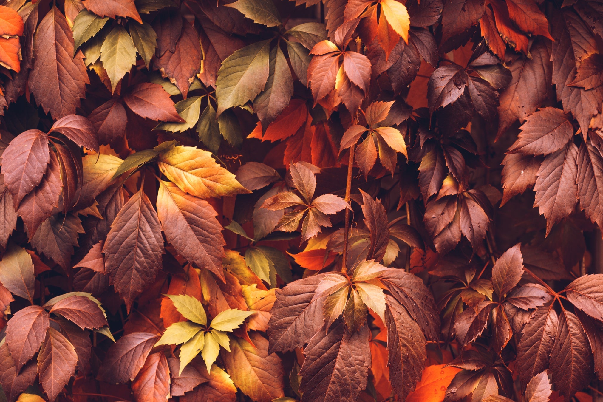 brown, red and yellow leaves of a Virginia creeper