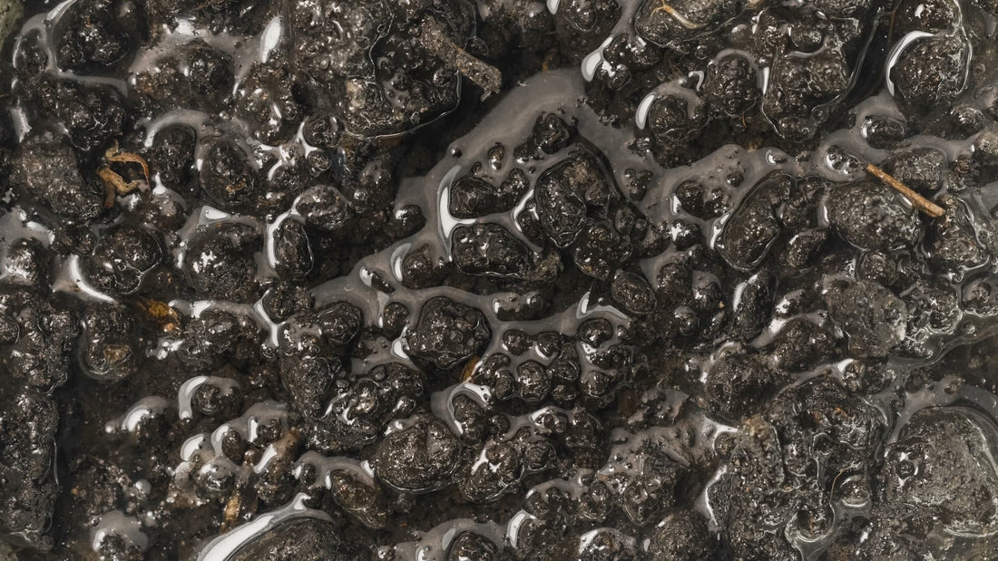 waterlogged soil in a garden