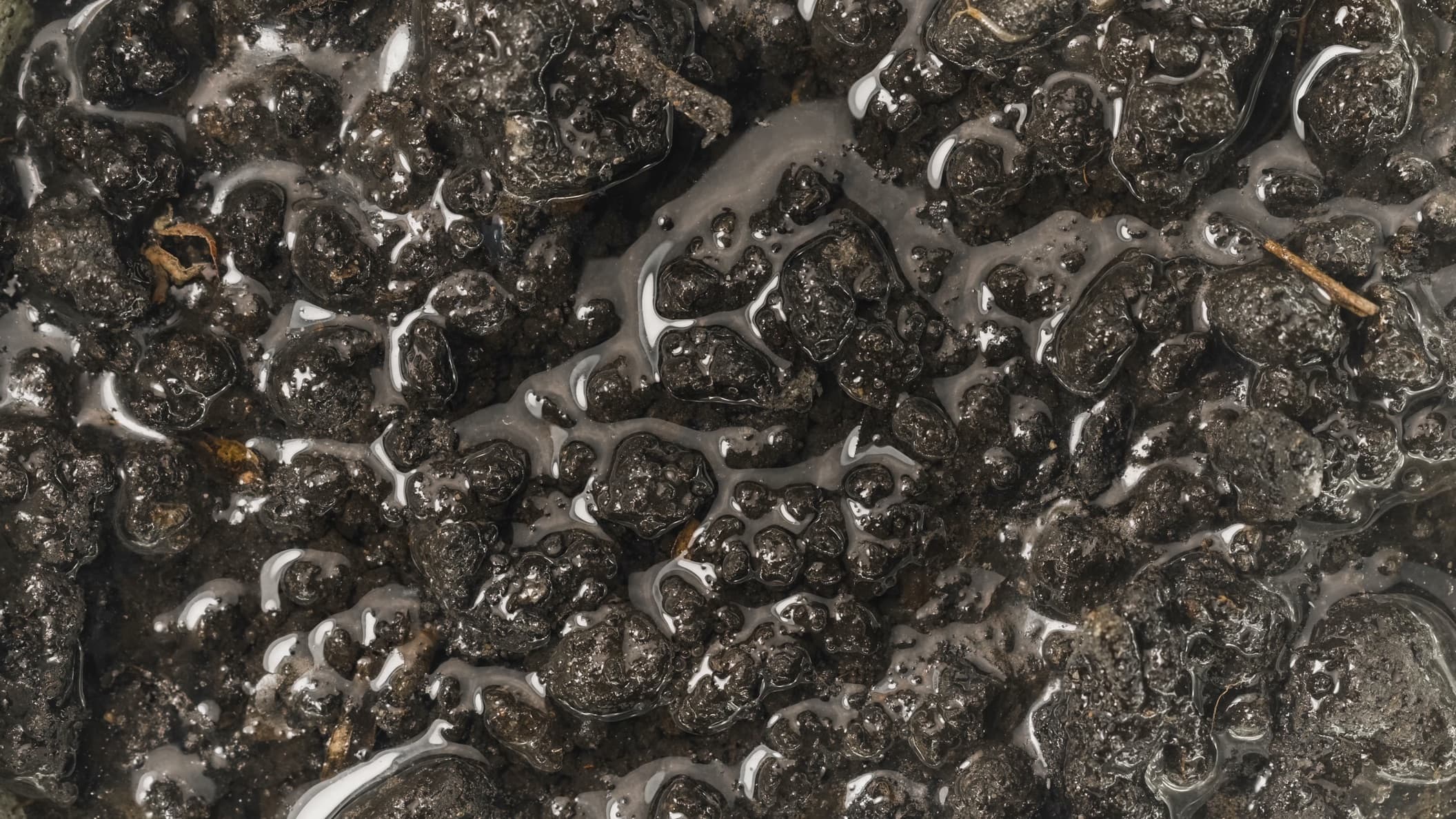 waterlogged soil in a garden