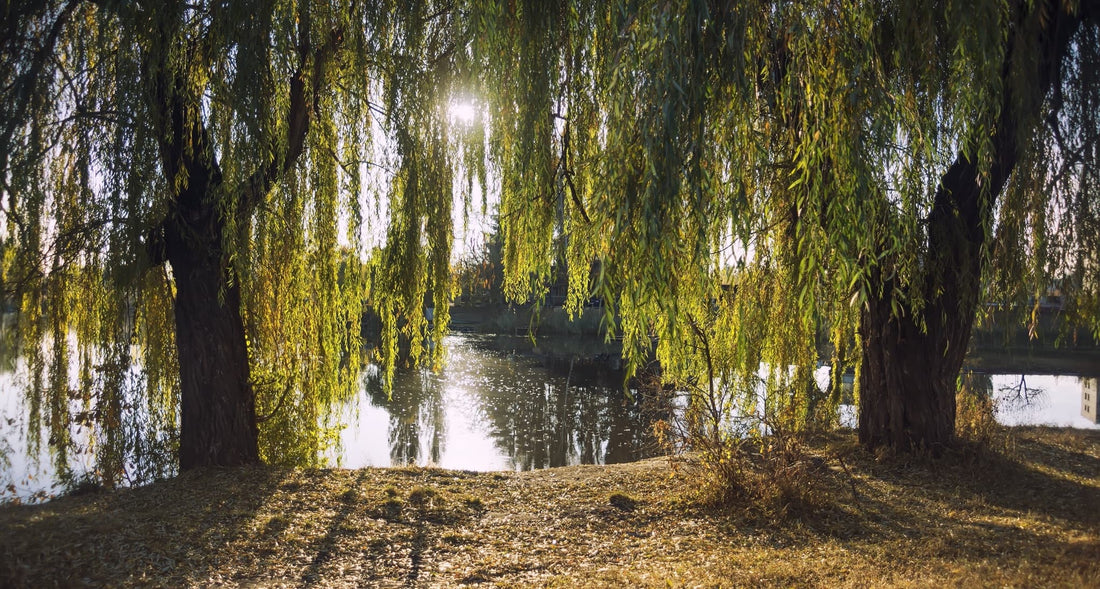 willow branches hanging over a large lake