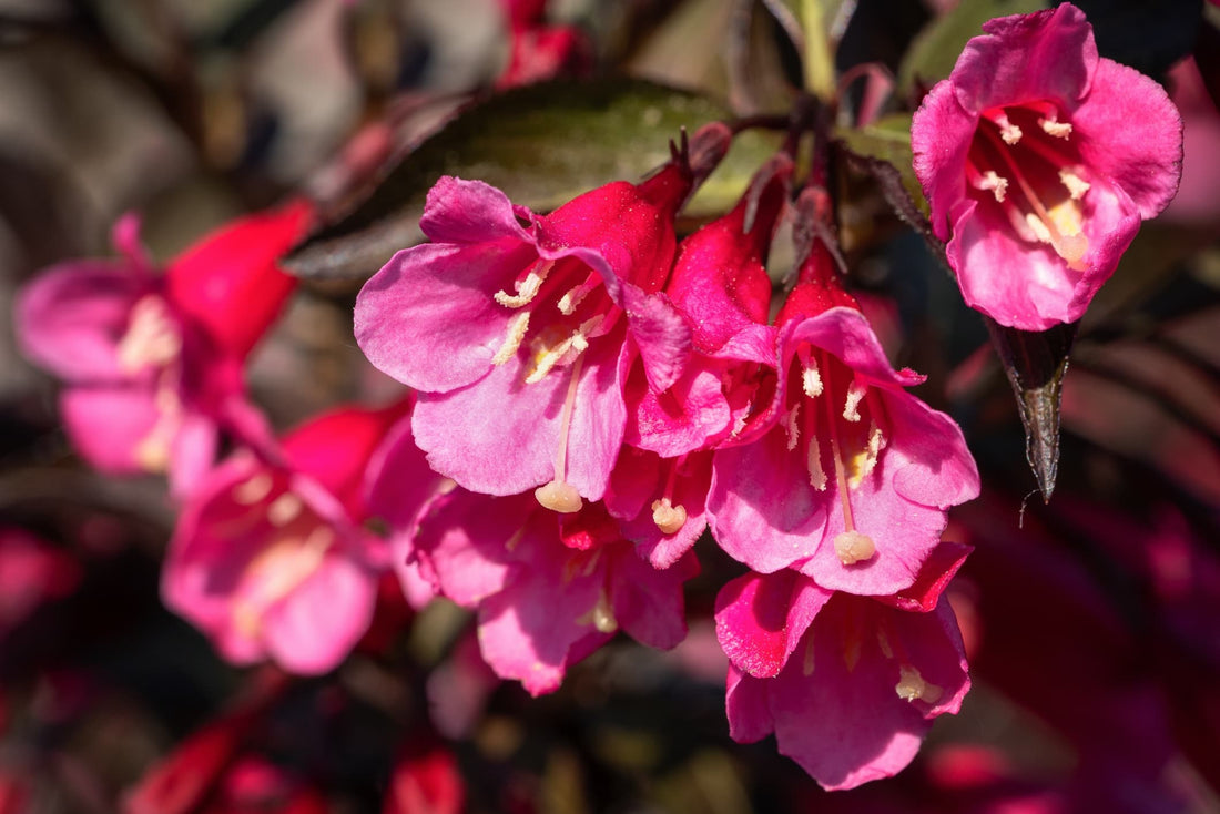 bright pink weigela flowers