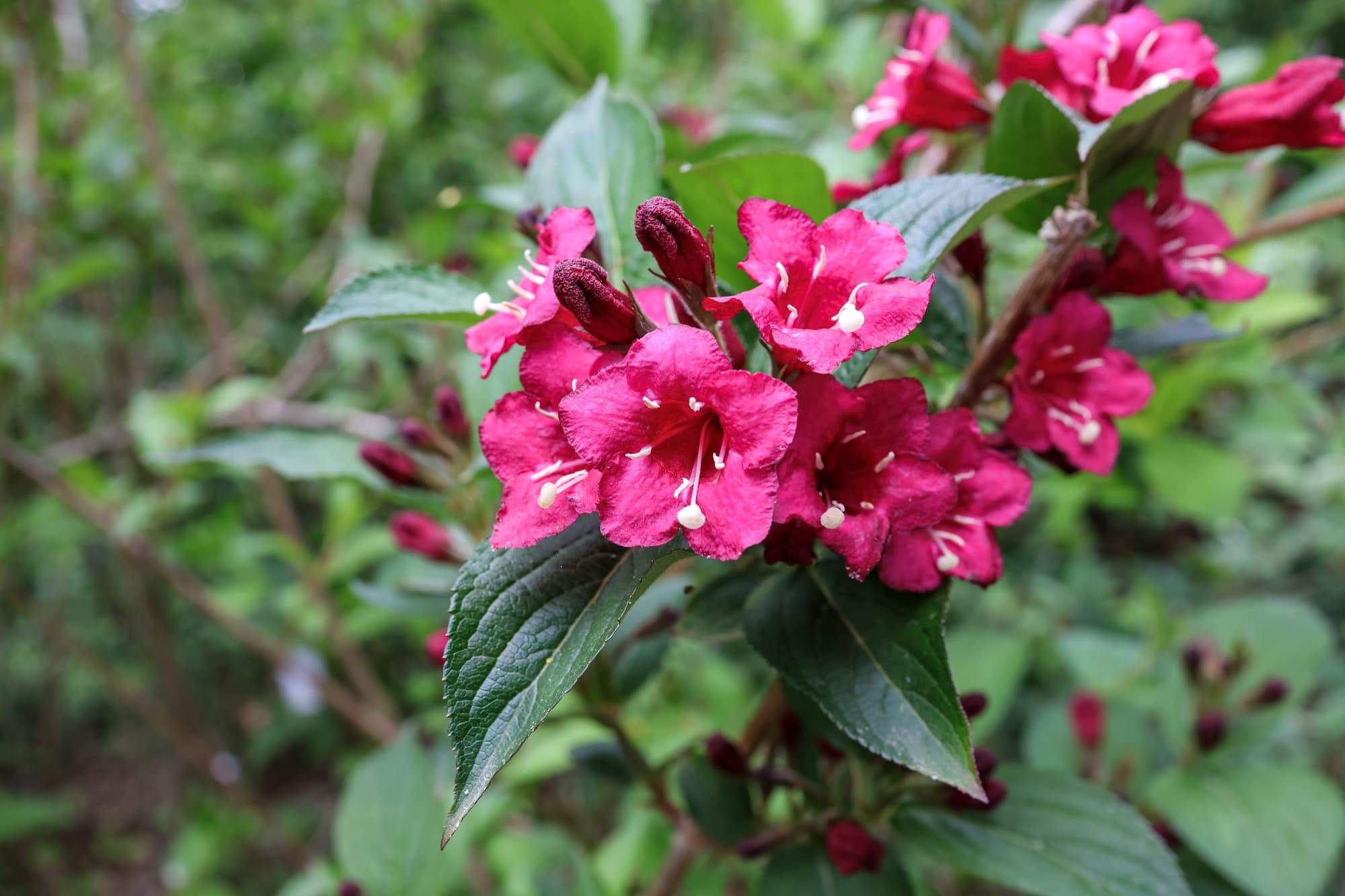 star-shaped tuberous magenta flowers growing in abundance at the end of a weigela branch