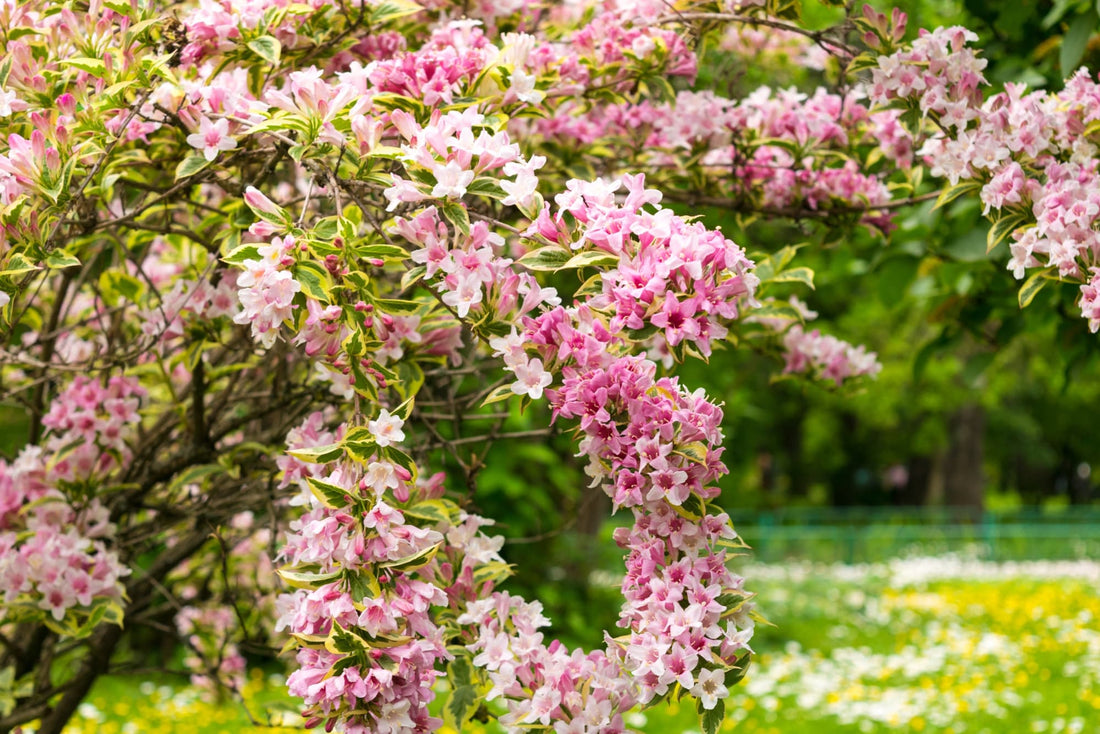 large weigela 'florida' with pale pink inflorescences cascading from the brown arching branches