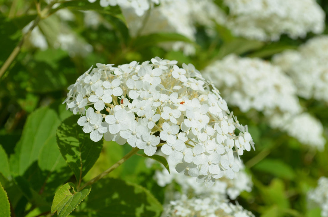 clusters of white flowers growing from a plant outdoors