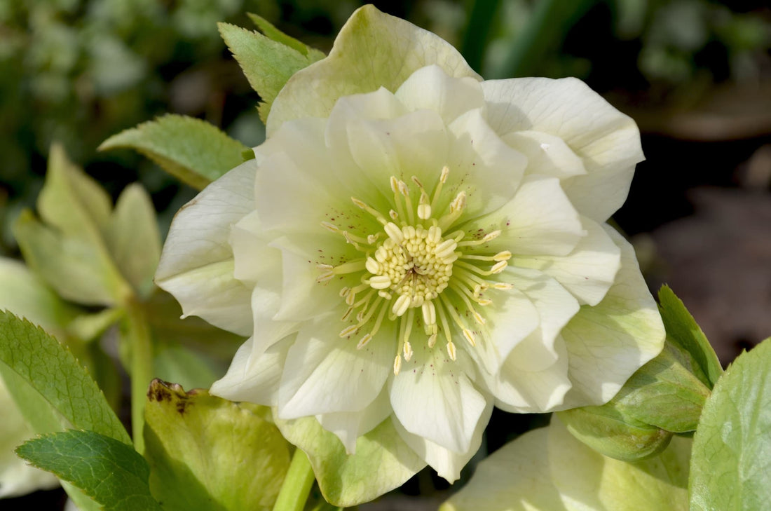 beautiful white helleborus flower with tinges of green