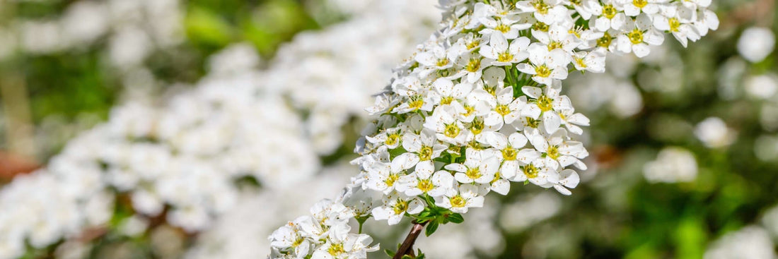 pyracantha firethorn bushes