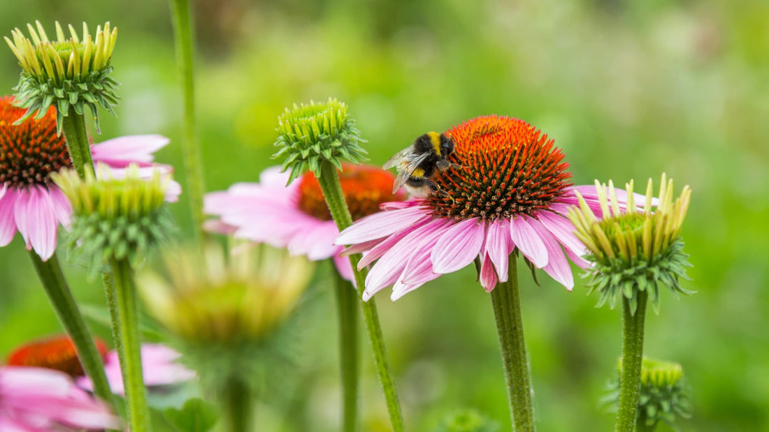 bumblebee sat on pink coneflower