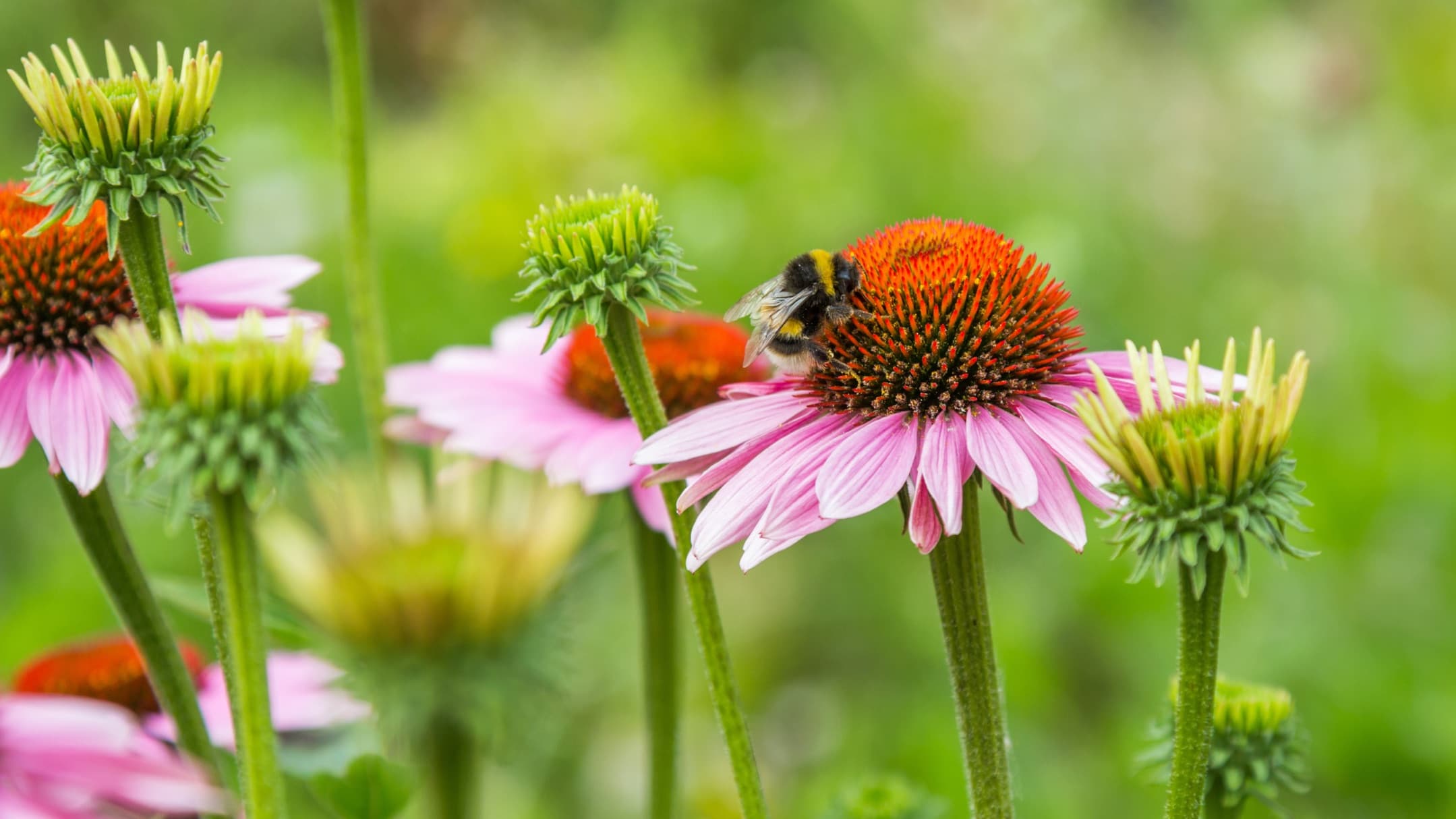 bumblebee sat on pink coneflower