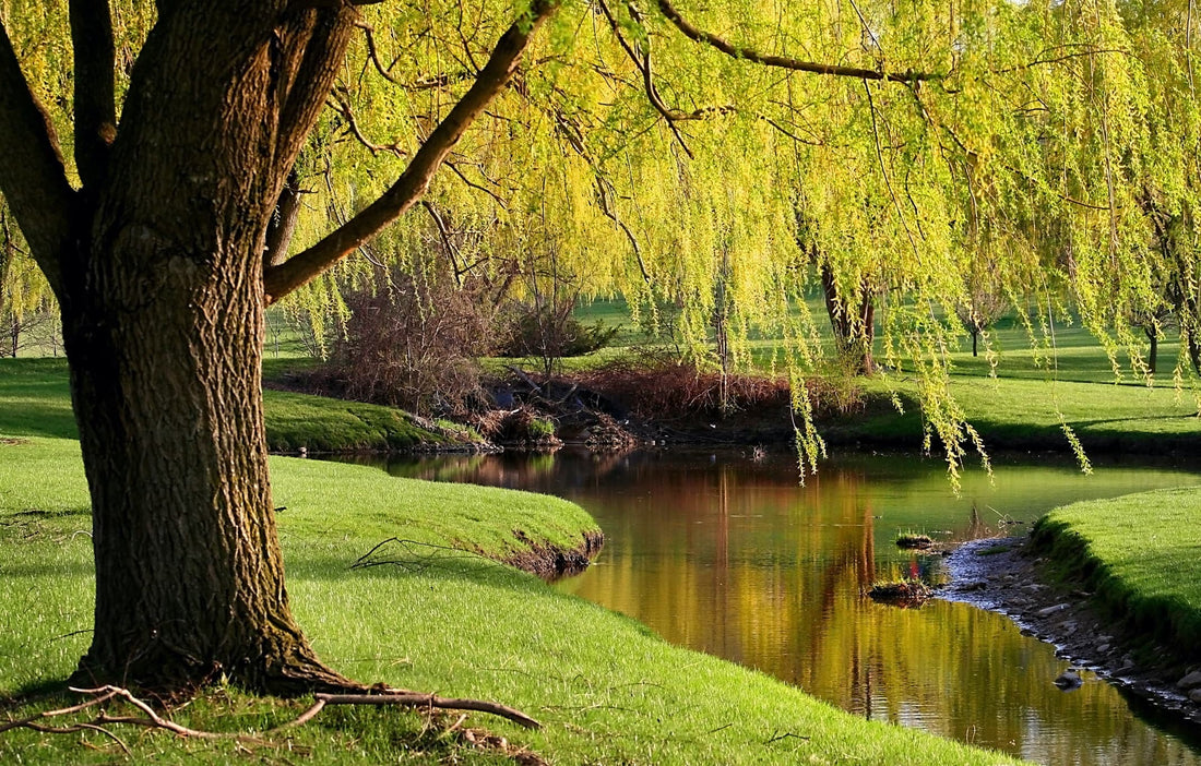 willow tree by the side of a lake in a park