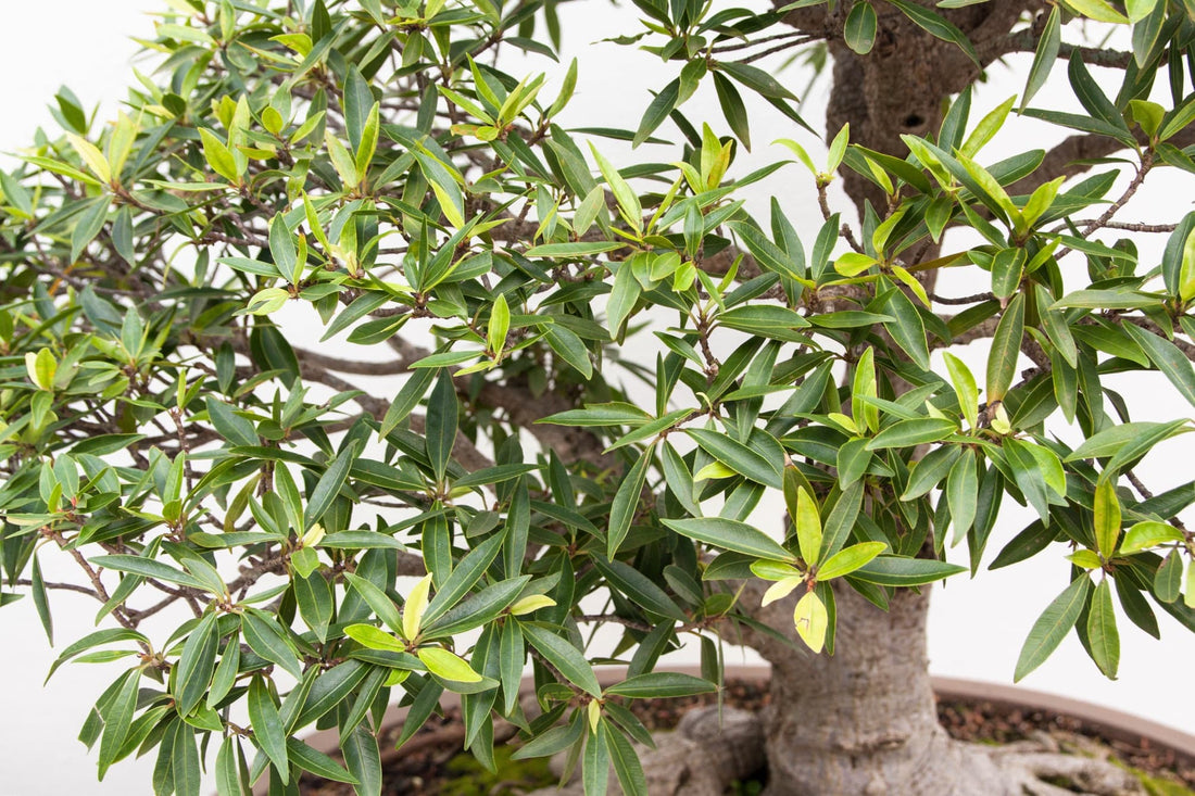 miniature willow tree in a round pot