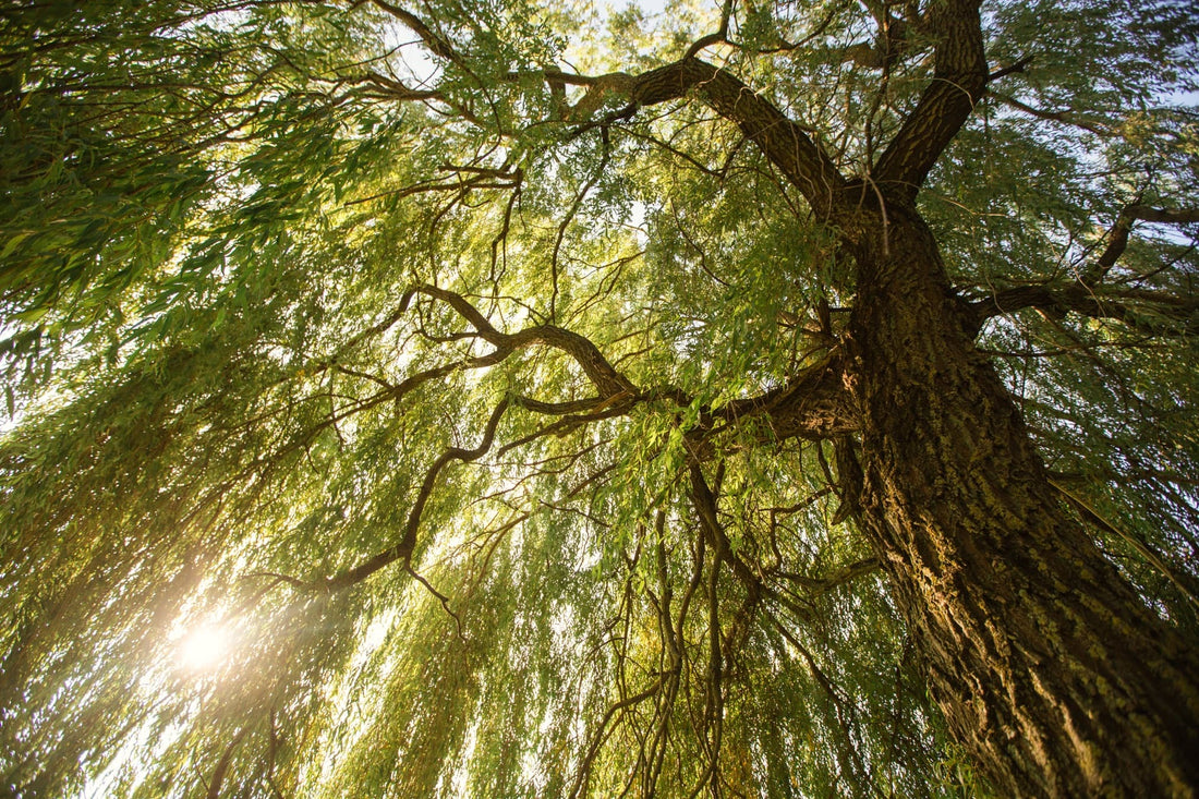 sun visible behind the twisted branches and hanging foliage of a willow tree